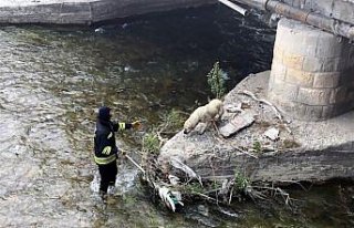 Bayburt'ta nehirde mahsur kalan köpeği itfaiye ekipleri...