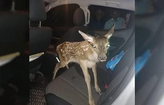 Bolu'da orman işçileri karaca yavrusunu besledi