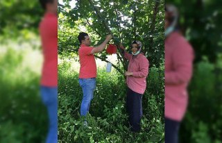 Giresun'da fındıkta 