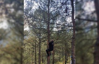 Karabük'te ağaçta mahsur kalan kedi yavrusunu yanına...