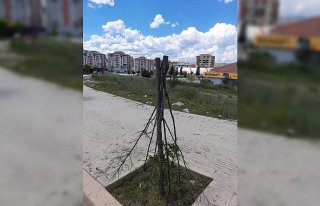 Kastamonu Belediyesi, kesilen bir ağacın fotoğrafını...