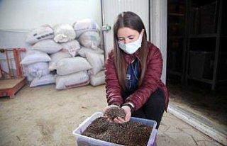 Kastamonu Daday Fidanlık Şefliğinde yetiştirilen...