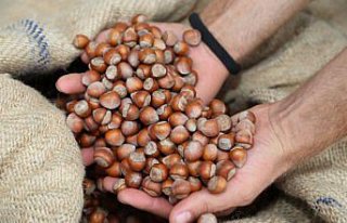 Ordu'da fındığın kilogramı 23,5 liradan işlem...