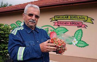 Pazara inmeden alıcı bulan Osmanlı çileğinin...