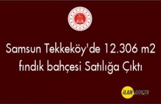 Samsun Tekkeköy'de 12.306 m2 fındık bahçesi...