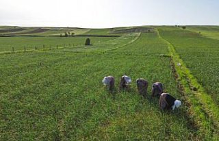 Taşköprülü sarımsak üreticileri ürünlerine...