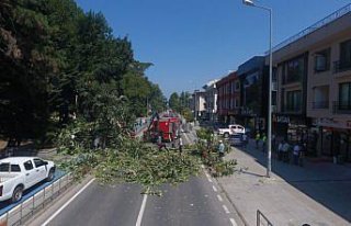 Düzce'de yayaların caddeye devrilen ağacın altında...