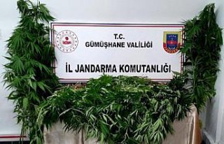 Gümüşhane'de 164 kök kenevir bitkisi ele geçirildi