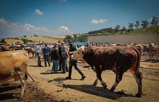 Kastamonu'da 1 tonluk kurbanlık dana 22 bin liradan...