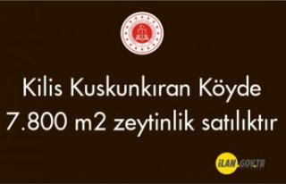 Kilis Kuskunkıran Köyde 7.800 m2 zeytinlik satılıktır
