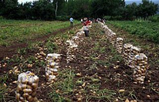 Niksar patatesinde rekolte ve fiyat üreticiyi sevindirdi