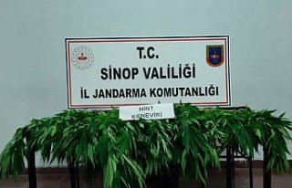 Sinop'ta uyuşturucu operasyonu: 1 gözaltı