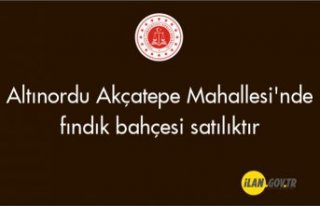 Altınordu Akçatepe Mahallesi'nde fındık bahçesi...