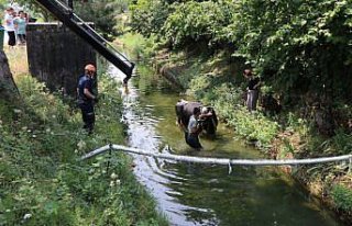 Bolu'da sulama kanalına düşen ineği itfaiye kurtardı