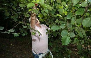 Ordu'da fındık hasadı erken başladı