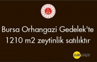 Orhangazi Gedelek'te 1210 m2 zeytinlik satılıktır