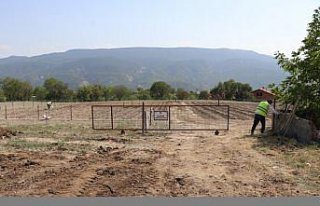 Safranbolu'da safran tohumları toprakla buluştu