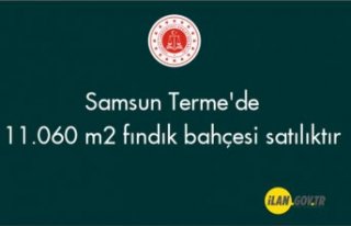 Samsun Terme'de 11.060 m2 fındık bahçesi satılıktır