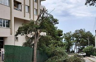 Sinop'ta fırtına ağaçları devirdi, çatıları...