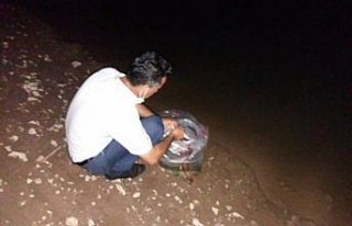 Tokat'ta göletlere 36 bin yavru sazan balığı bırakıldı