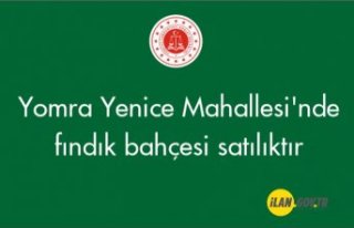 Yomra Yenice Mahallesi'nde fındık bahçesi...