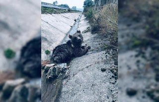 Bolu'da aracın çarptığı ayı yavrusu öldü