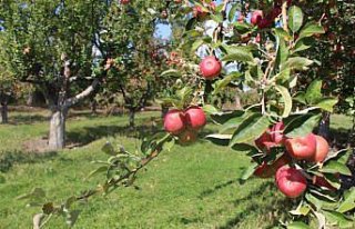 Coğrafi işaret tescilli Amasya misket elmasında...