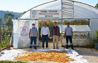 Ereğli'de 14 çeşit yerel tohum üretildi