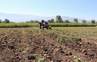 Hasadına başlanan Bolu patatesinde dekar başına...