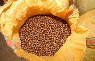 Karadeniz'de orta ve yüksek rakımlı yerlerden hasat...