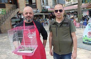 Ordu'da bulunan çoban aldatan kuşu koruma altına...