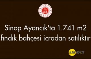 Samsun Ayancık'ta 1.741 m2 fındık bahçesi...