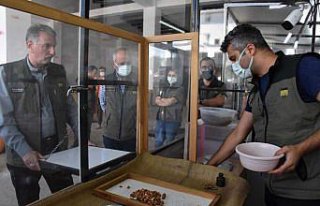 TMO Genel Müdürü Güldal, Ordu'da fındık alım...