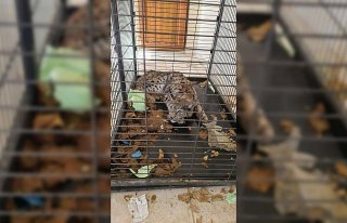 Gümüşhane'de yaralı bulunan vaşak, tedavisinin...