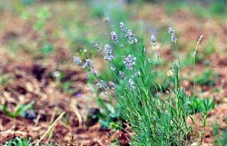 Karabük'te üretilecek bitkiler, birlik aracılığıyla...