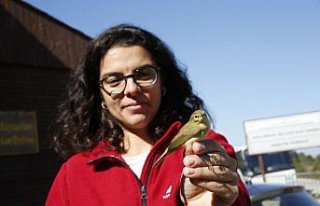 Küresel iklim değişikliği kuşların göç ve...