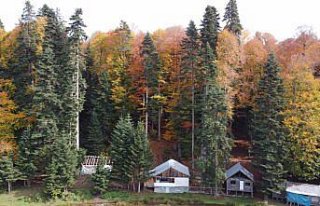 Pürenli Yaylası'nda sonbaharda renk cümbüşü...
