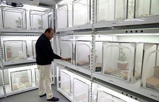 Tarım arazilerine zarar veren kahverengi kokarca...