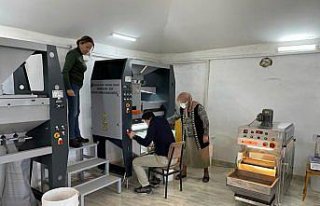 Giresunlu 69 yaşındaki Azime Dizdar, köyünde fındık...