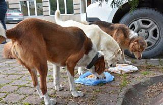 Hayvansever müzik öğretmeni öğrencileriyle sahipsiz...
