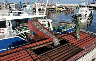 Karadeniz'de hamsi bereketi