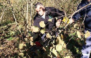 Ordu'da fındık bahçeleri, FINVER projesiyle verimli...