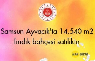Samsun Ayvacık'ta 14.540 m² fındık bahçesi...