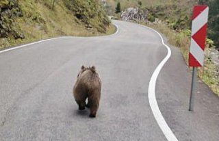 Trabzon'da kara yoluna inen yavru ayı kameralara...