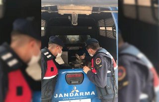 Giresun'da yol kenarındaki yaralı karacaya jandarma...