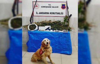 Gümüşhane'de uyuşturucu operasyonunda bir kişi...