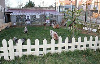 Hediye civcivlerle başladığı süs tavuğu üretiminde...