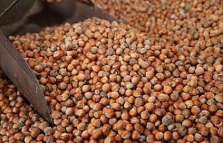 Ordu'da serbest piyasada fındığın kilogramı 28...