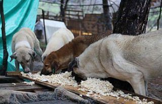 Sokak hayvanlarını beslemek için 6 araç değiştirip...