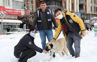 Suluova Belediye Başkanı Üçok, sokak hayvanları...